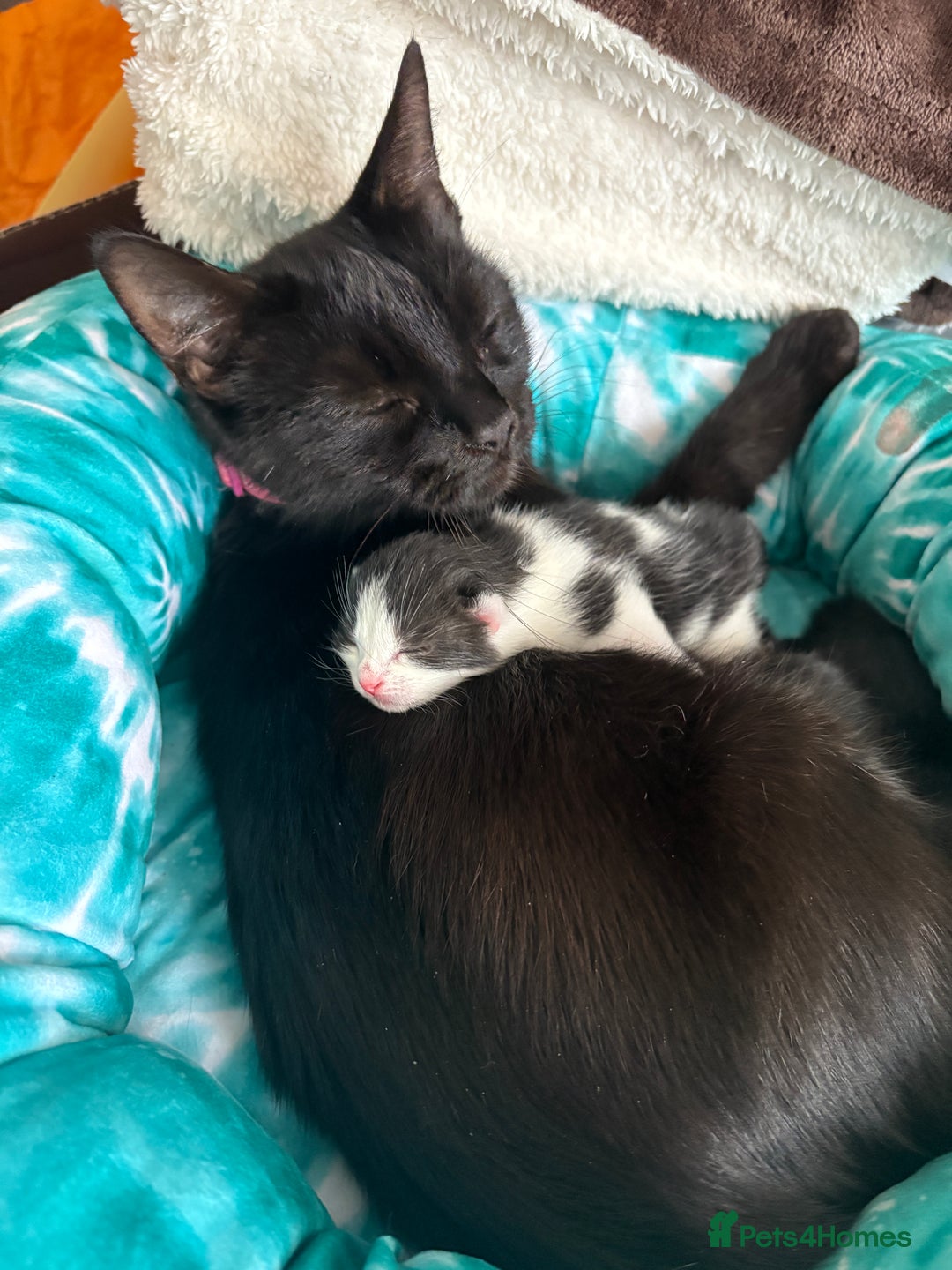 Mixed Breed cats for sale: Mixed breed kittens  - Image 29
