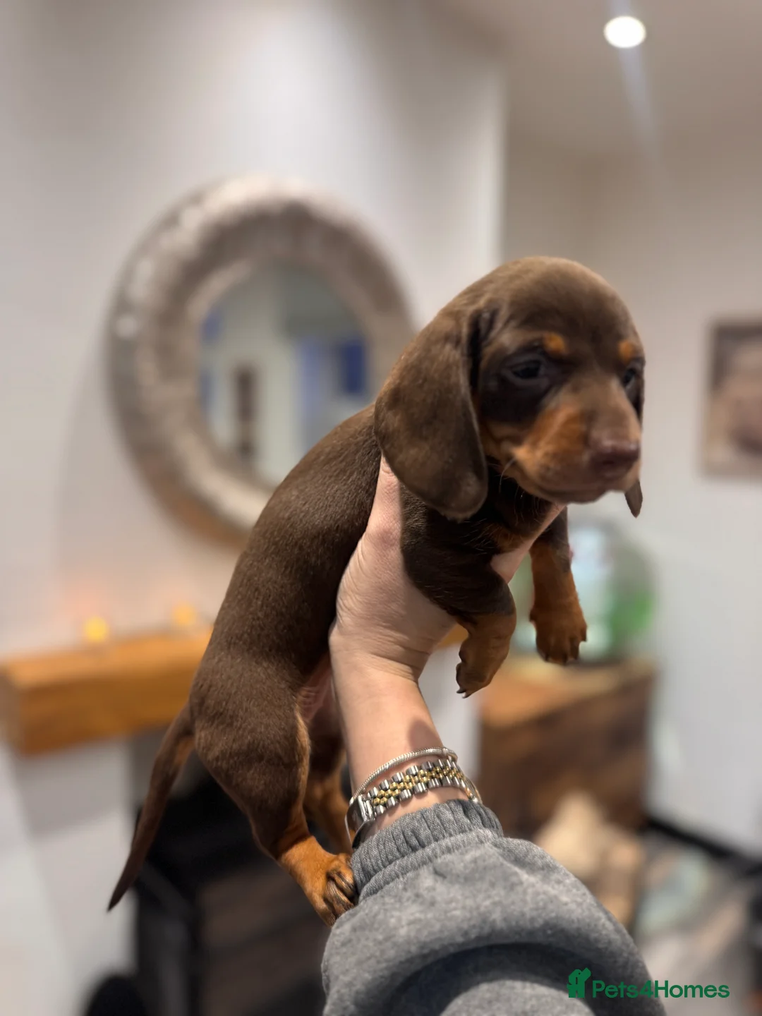 Miniature Dachshund dogs for sale: Miniature dachshund  - Advert 19