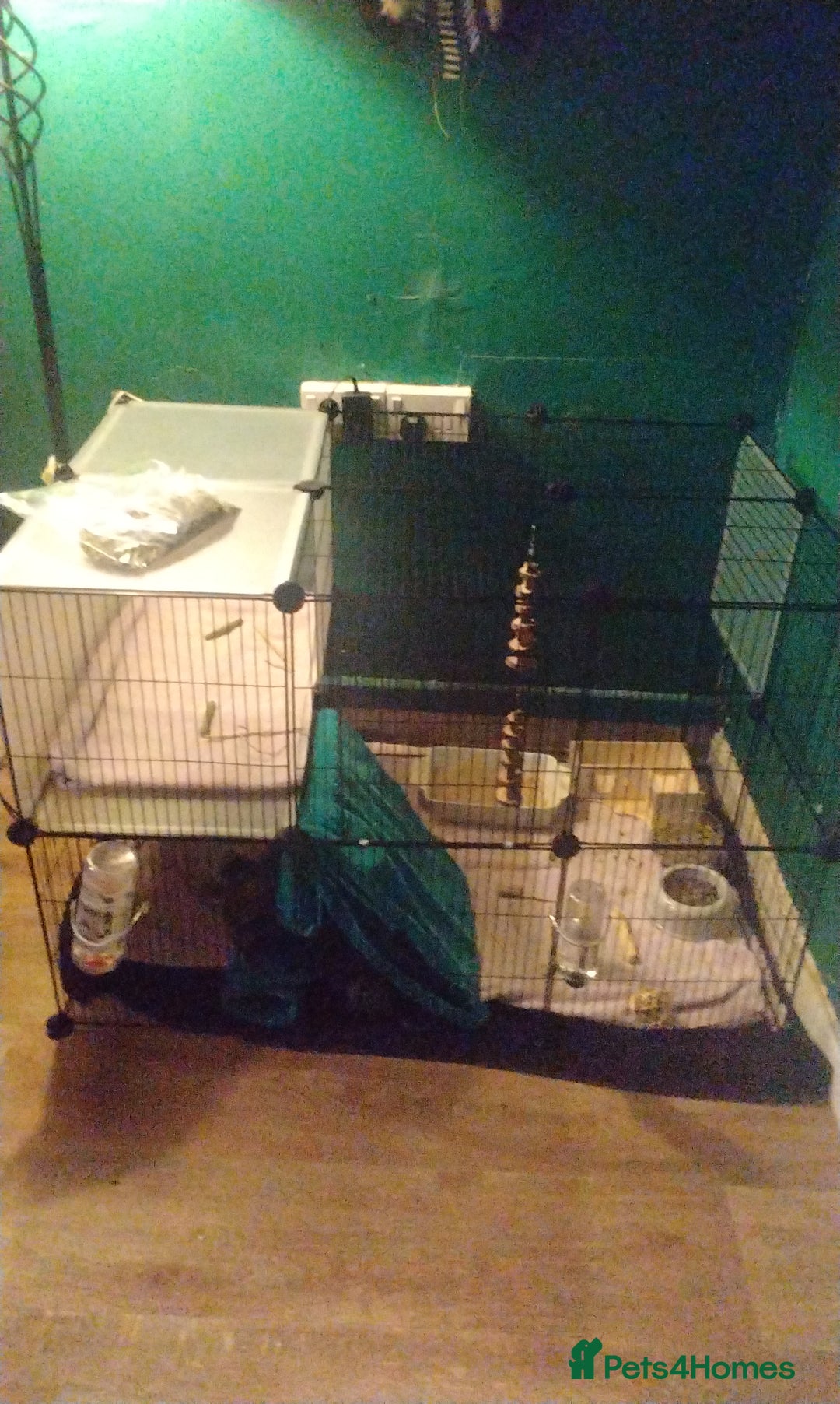 Chinchilla rodents for sale: Chinchillas with cage - Image 3