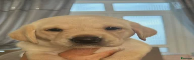 Labrador Retriever 4
