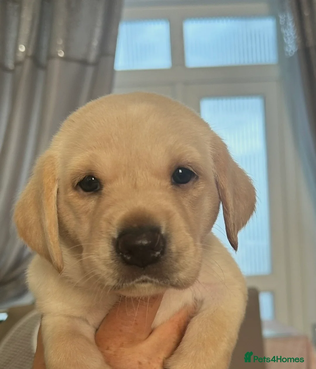 Labrador Retriever dogs for sale: Ready now litter of KC reg Labrador puppies  - Advert 5