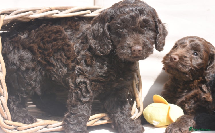 Cockapoo dogs - Advert 8