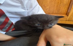 Mixed Breed cats for sale: 2 Beautiful Black/Brown Tabby Kittens - Image 14