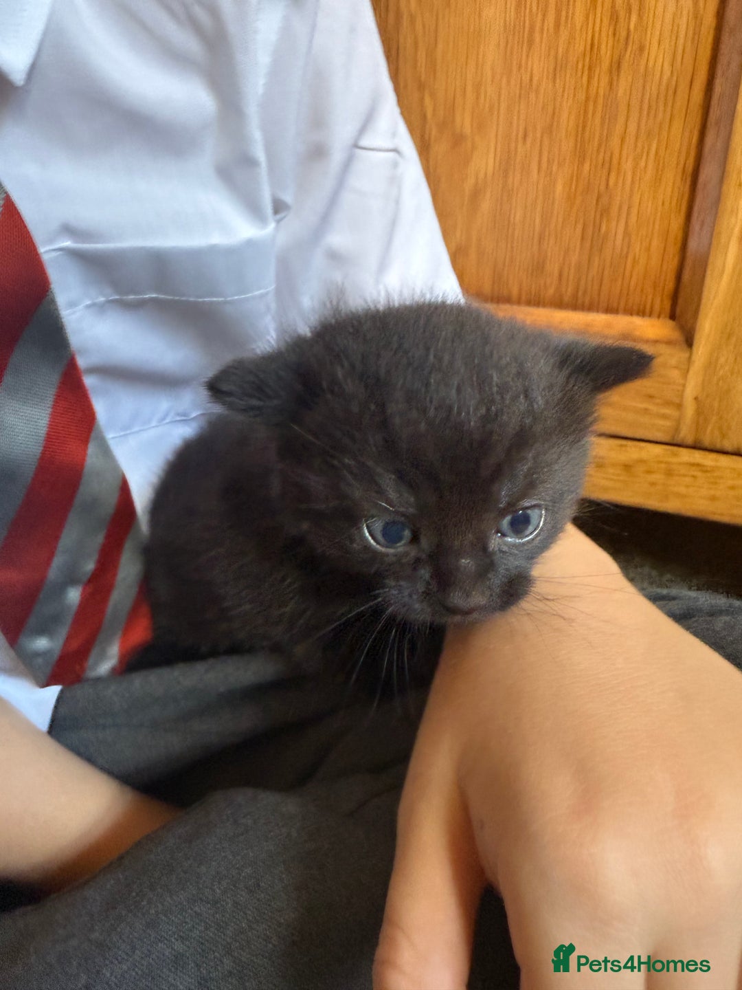 Mixed Breed cats for sale: 2 Beautiful Black/Brown Tabby Kittens - Image 14