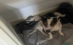 Jack Russell dogs for sale: Beautiful girl Jack Russell puppy  - Image 4