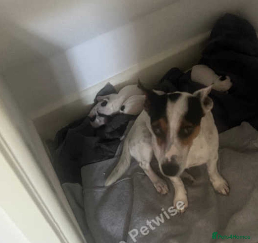 Jack Russell dogs for sale: Beautiful girl Jack Russell puppy  - Image 4