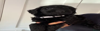 Cockapoo 7