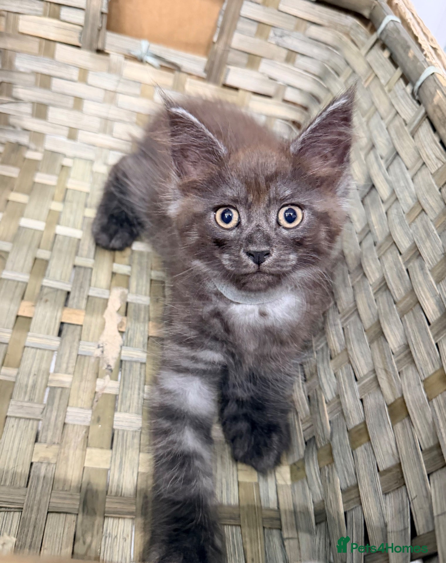 Maine Coon cats Half Maincoon Kittens  - Advert 2
