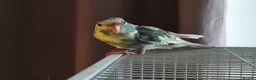 Parakeets birds for sale: Kakariki - Baby Kakariki - Ready now - Kakarikis - Advert 5