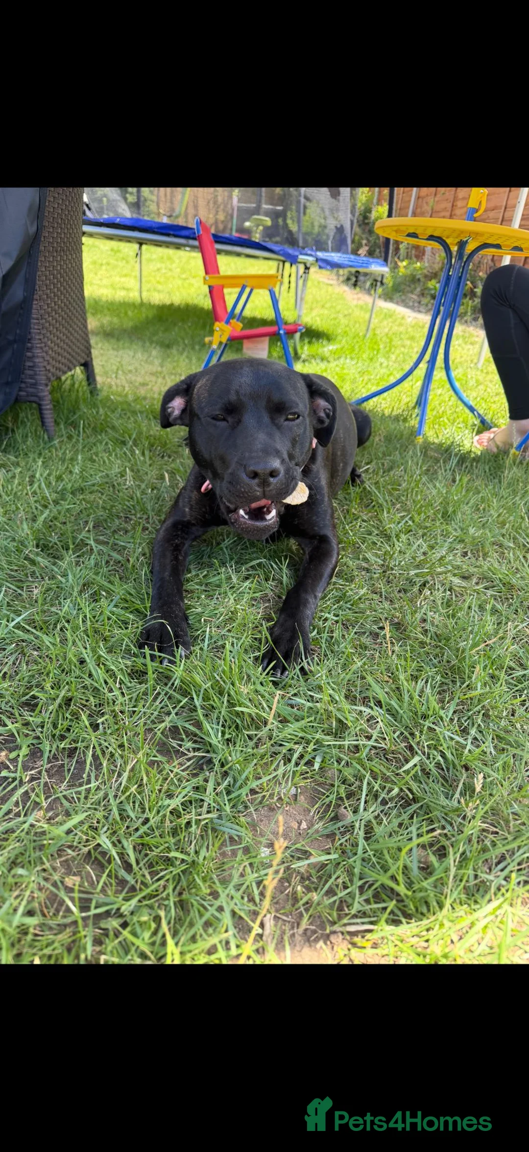 Staffordshire Bull Terrier dogs for sale: Mango  - Advert 4