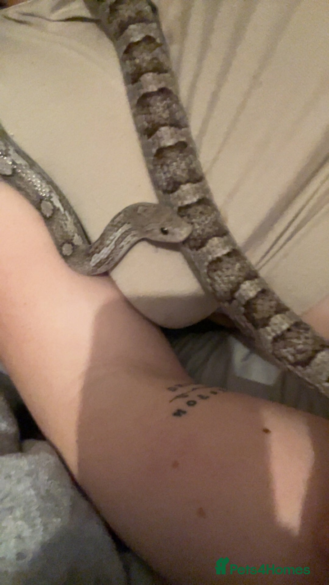 Corn Snake reptiles for sale: female corn snake for good home only  - Advert 3