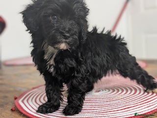 Cavapoochon dogs Rare Cavapoochons Home Raised PRA Clear Ready Now - Advert 1