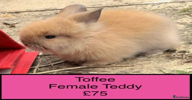 Lionhead rabbits - Advert 3