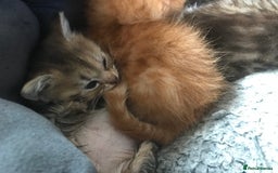Mixed Breed cats for sale:  Fluffy Ginger Boy & Fluffy Tabby Girl Kitten - Image 1
