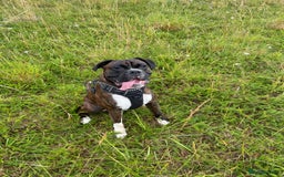 Boxer dogs for stud: Beautiful Dark Brindle Boxer|KC reg| Heart scored - Image 3