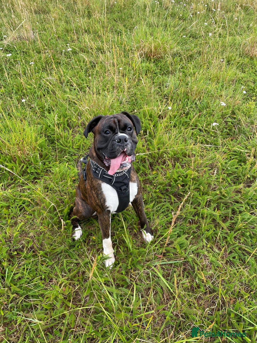 Boxer dogs for stud: Beautiful Dark Brindle Boxer|KC reg| Heart scored - Image 3