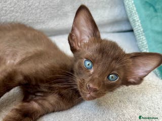 Oriental cats Supreme pedigree Oriental kittens GCCF reg - Advert 12