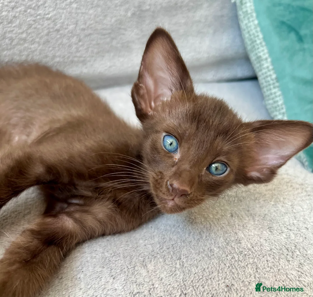 Oriental cats for sale: Supreme pedigree Oriental kittens GCCF reg - Advert 8