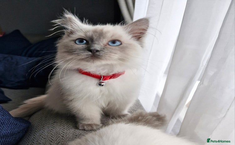 Ragdoll cats - Advert 1