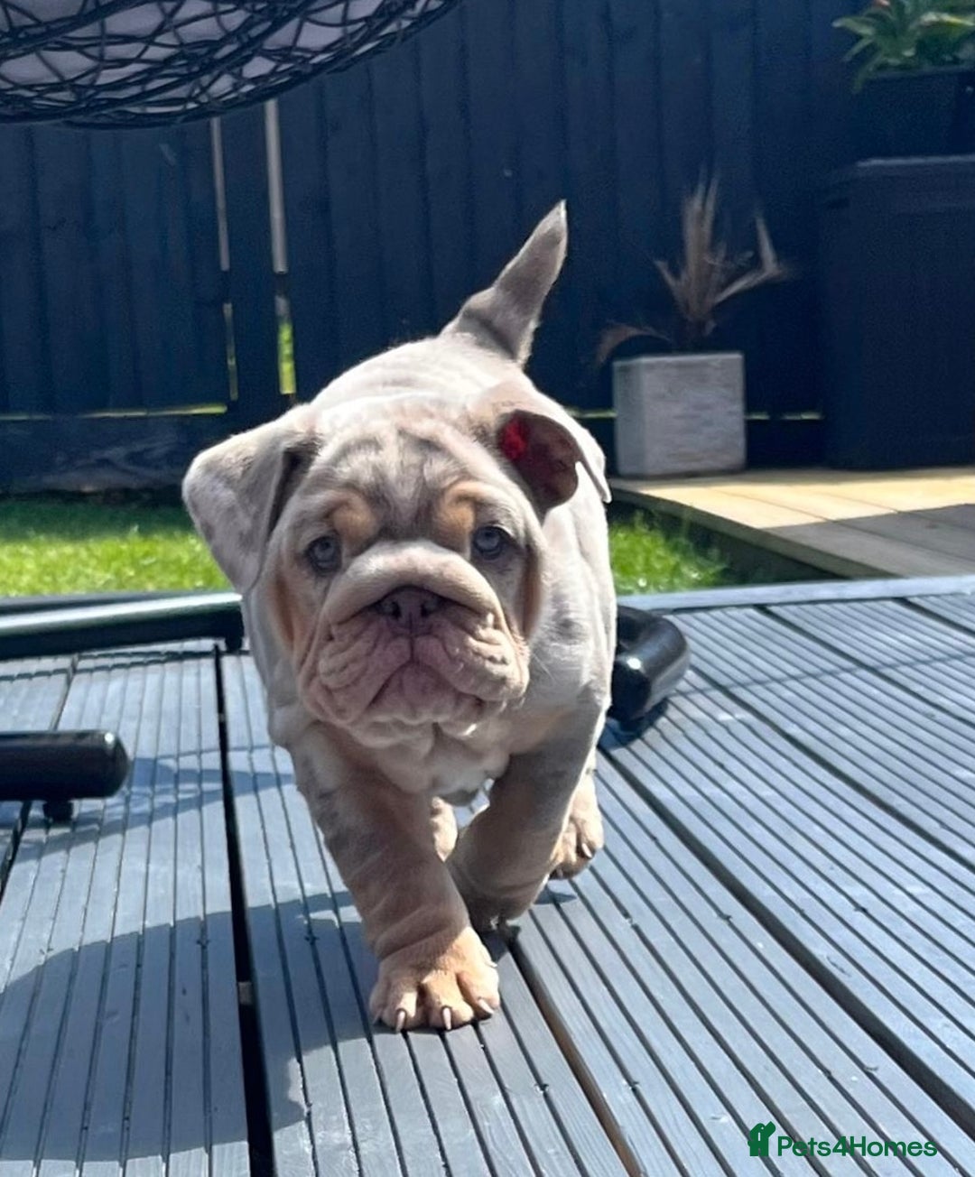 English Bulldog dogs for sale: Outstanding English bulldog  - Advert 11