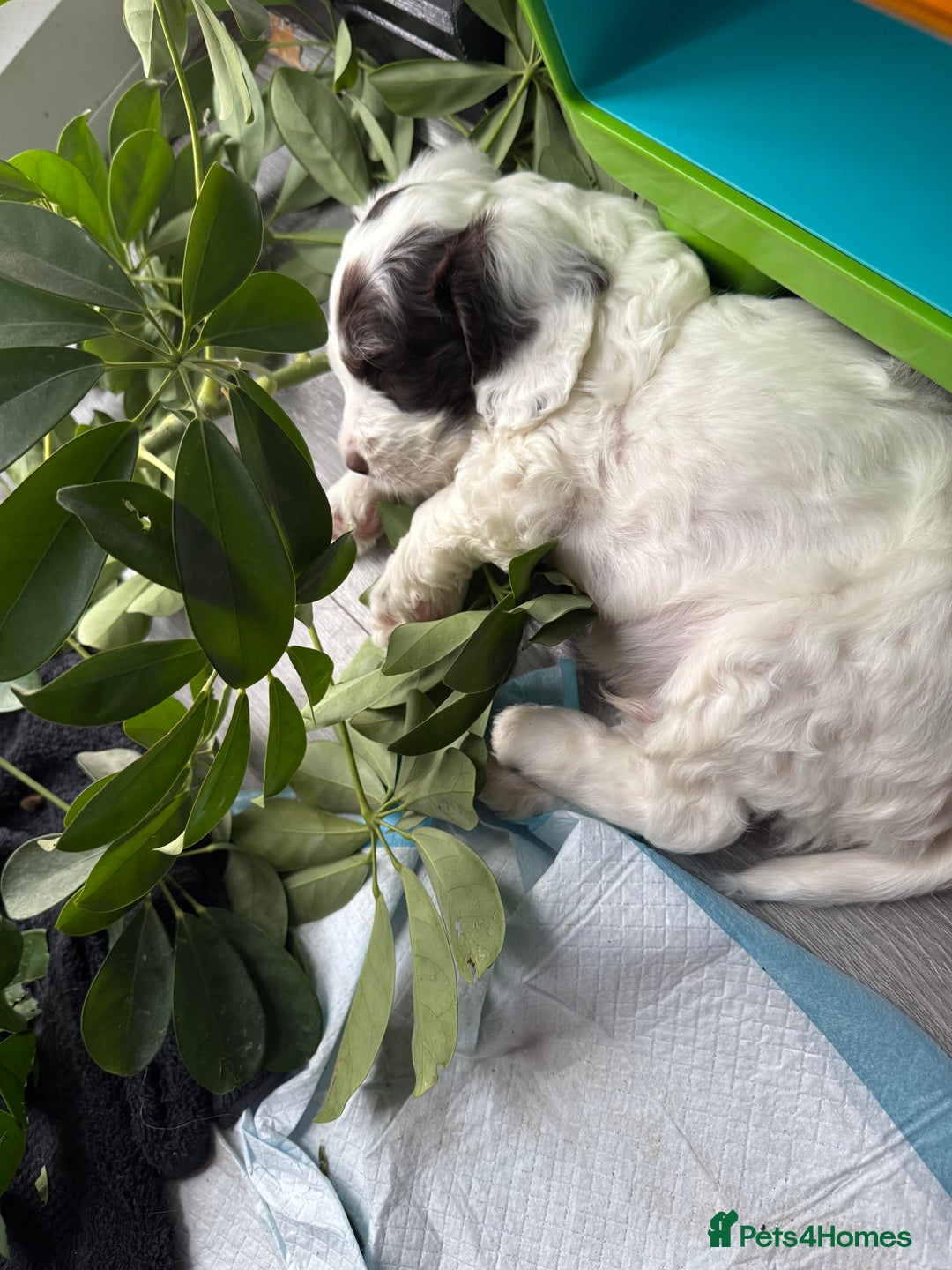 Cockapoo dogs for sale: F1b cockpoo puppies looking for forever homes.  - Advert 6