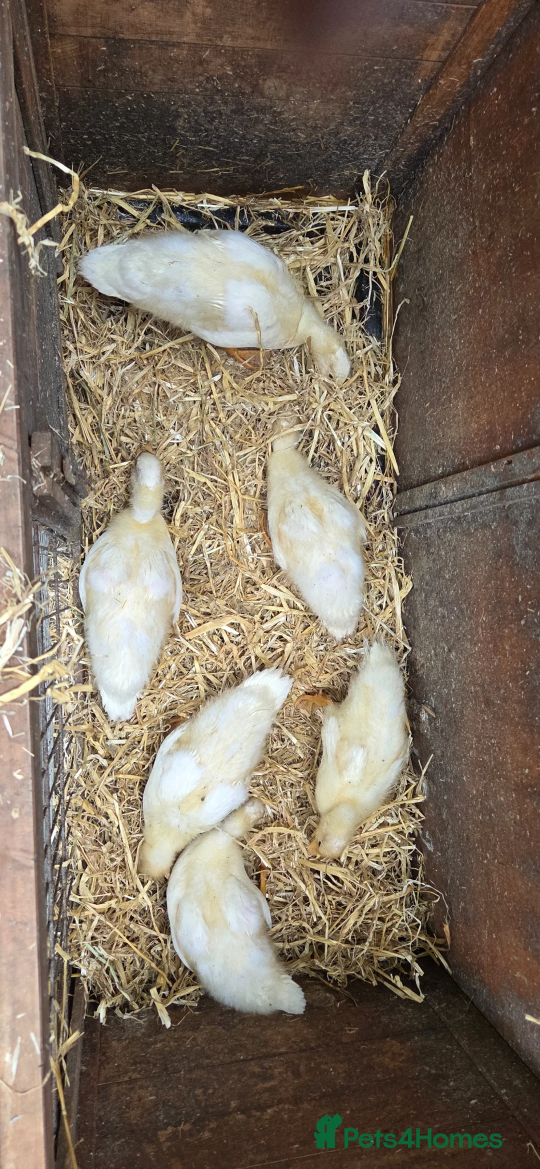 Ducks poultry for sale: Call ducks 6 week old unsexted in Pontefract - Advert 2