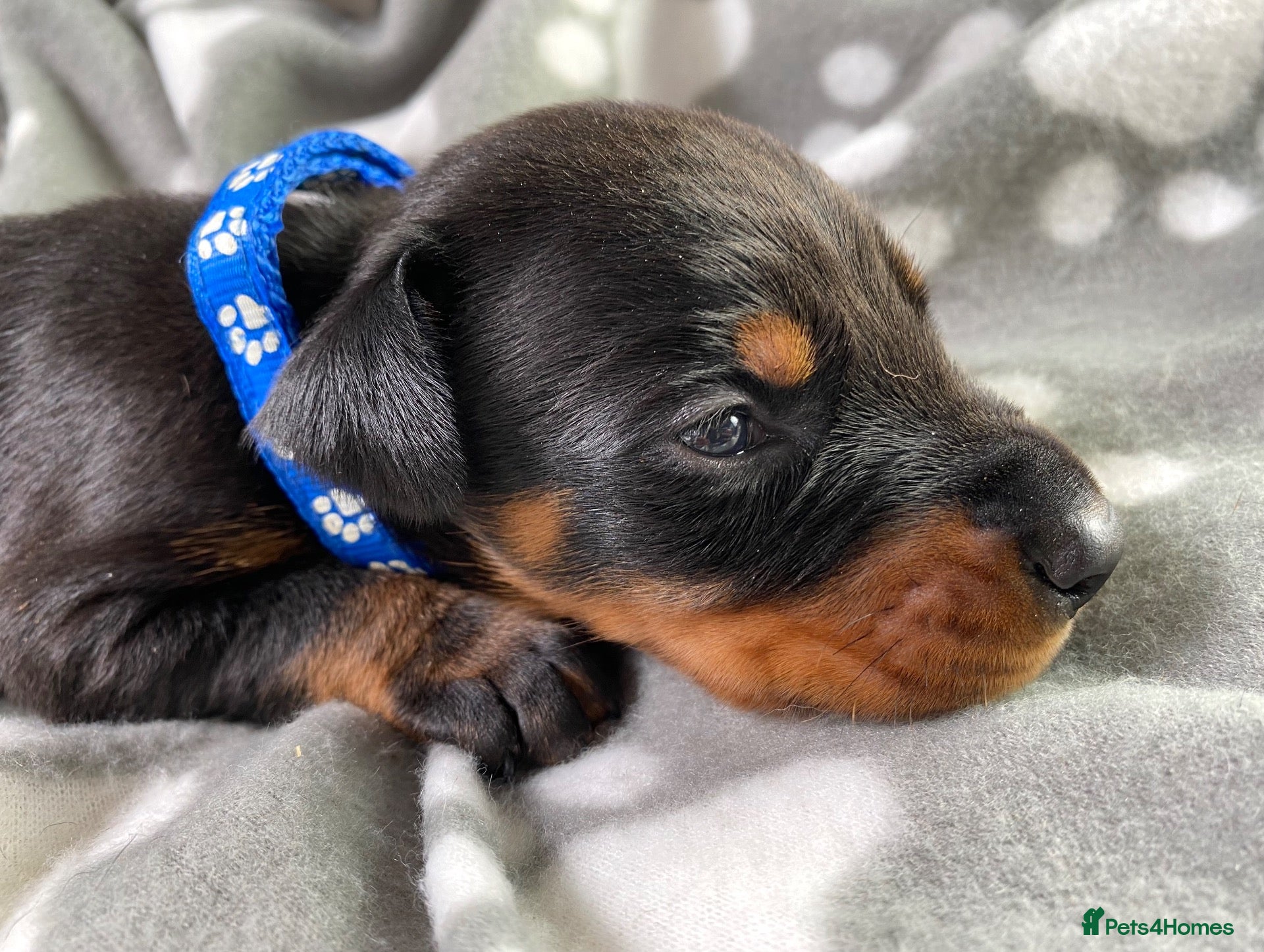 Dobermann dogs KC REGISTERED DOBERMAN PUPPIES - Advert 4