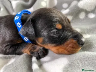 Dobermann dogs KC REGISTERED DOBERMAN PUPPIES - Advert 4