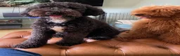 Cockapoo dogs for sale: Girl F2 cockapoo last one available - Advert 7