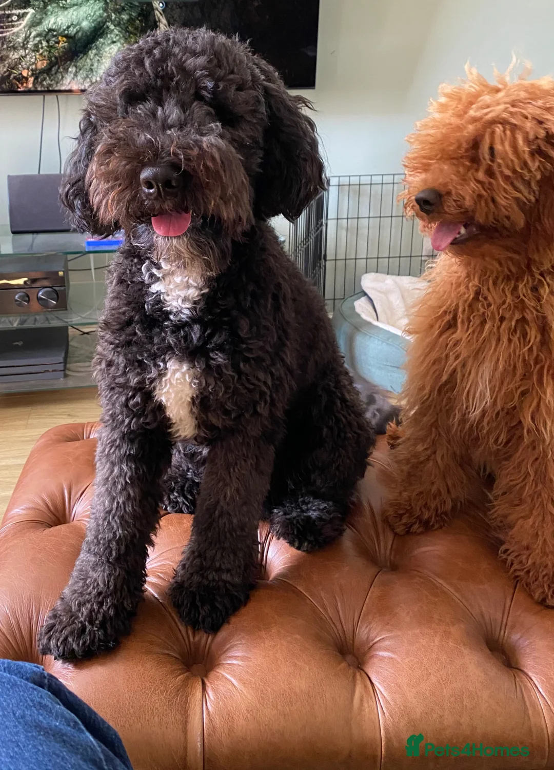 Cockapoo dogs for sale: Girl F2 cockapoo last one available - Advert 7