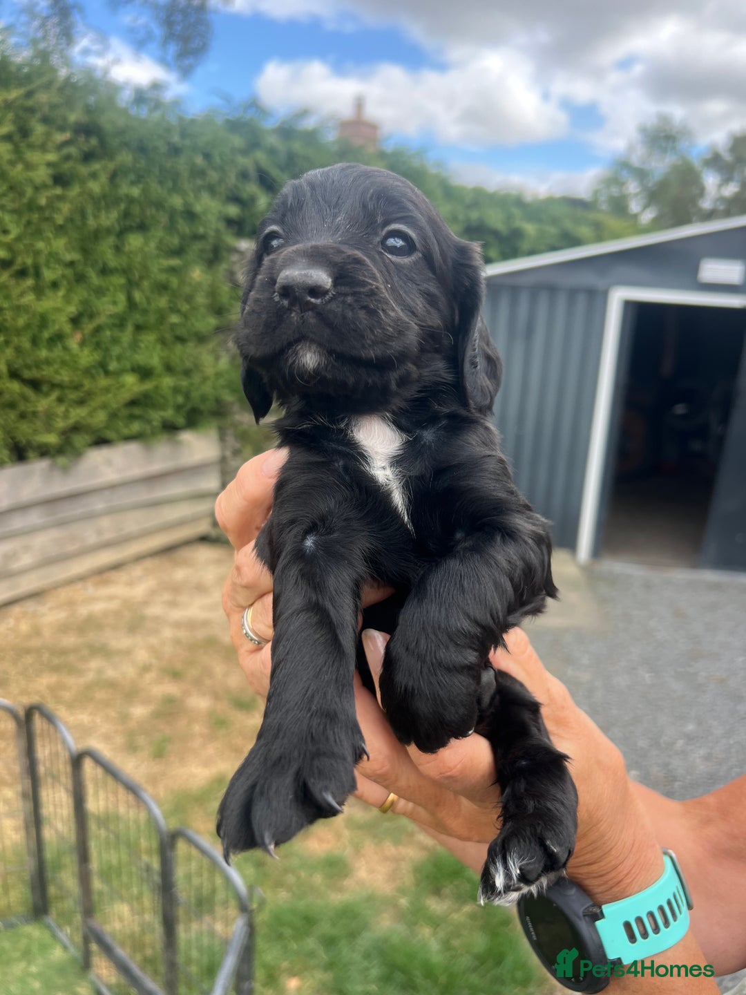 Cocker Spaniel dogs for sale: Quality KC Registered Working Cocker Spaniels - Image 3