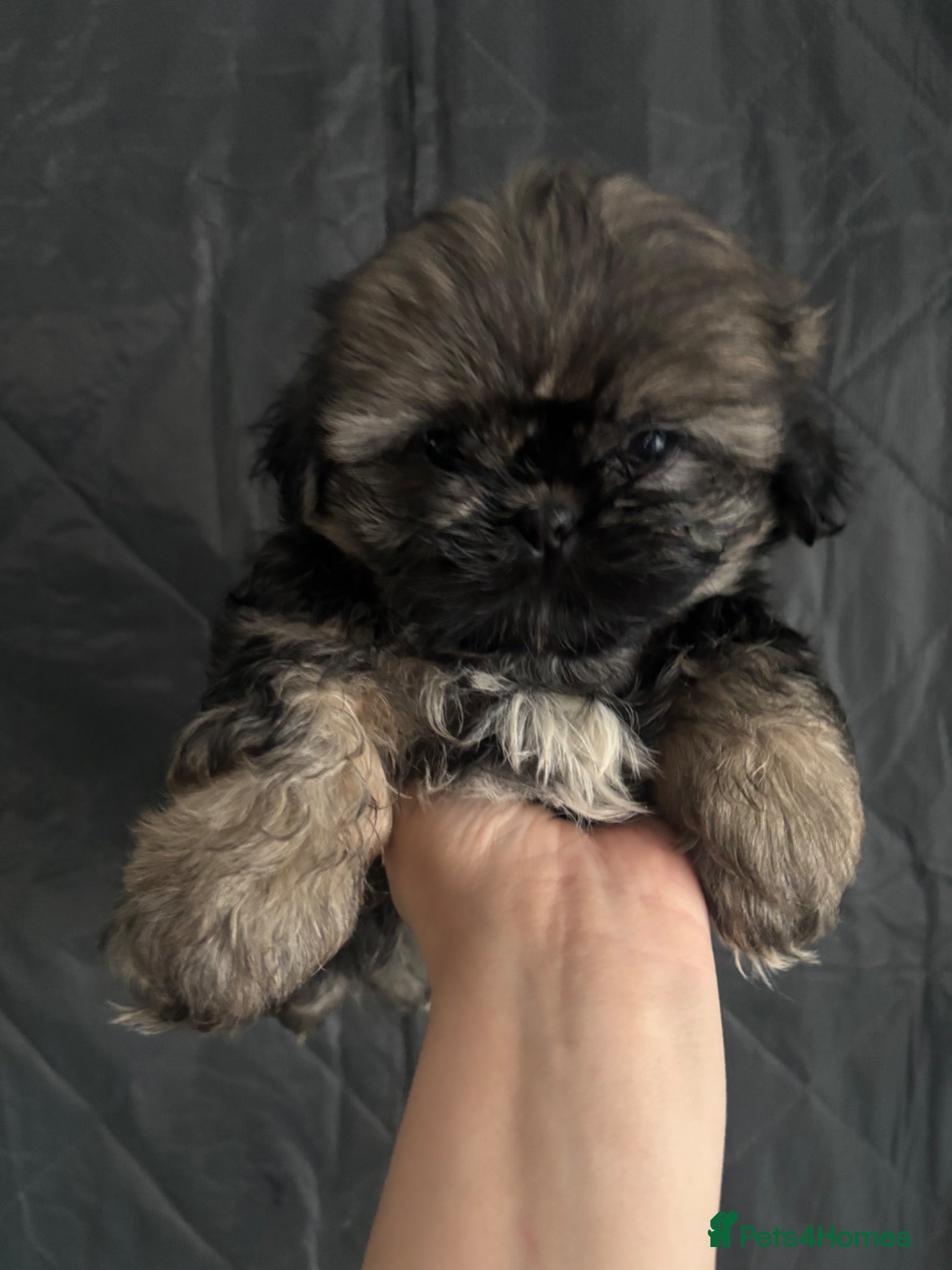 Shih Tzu dogs Imperial shih tzu ready now  - Advert 2