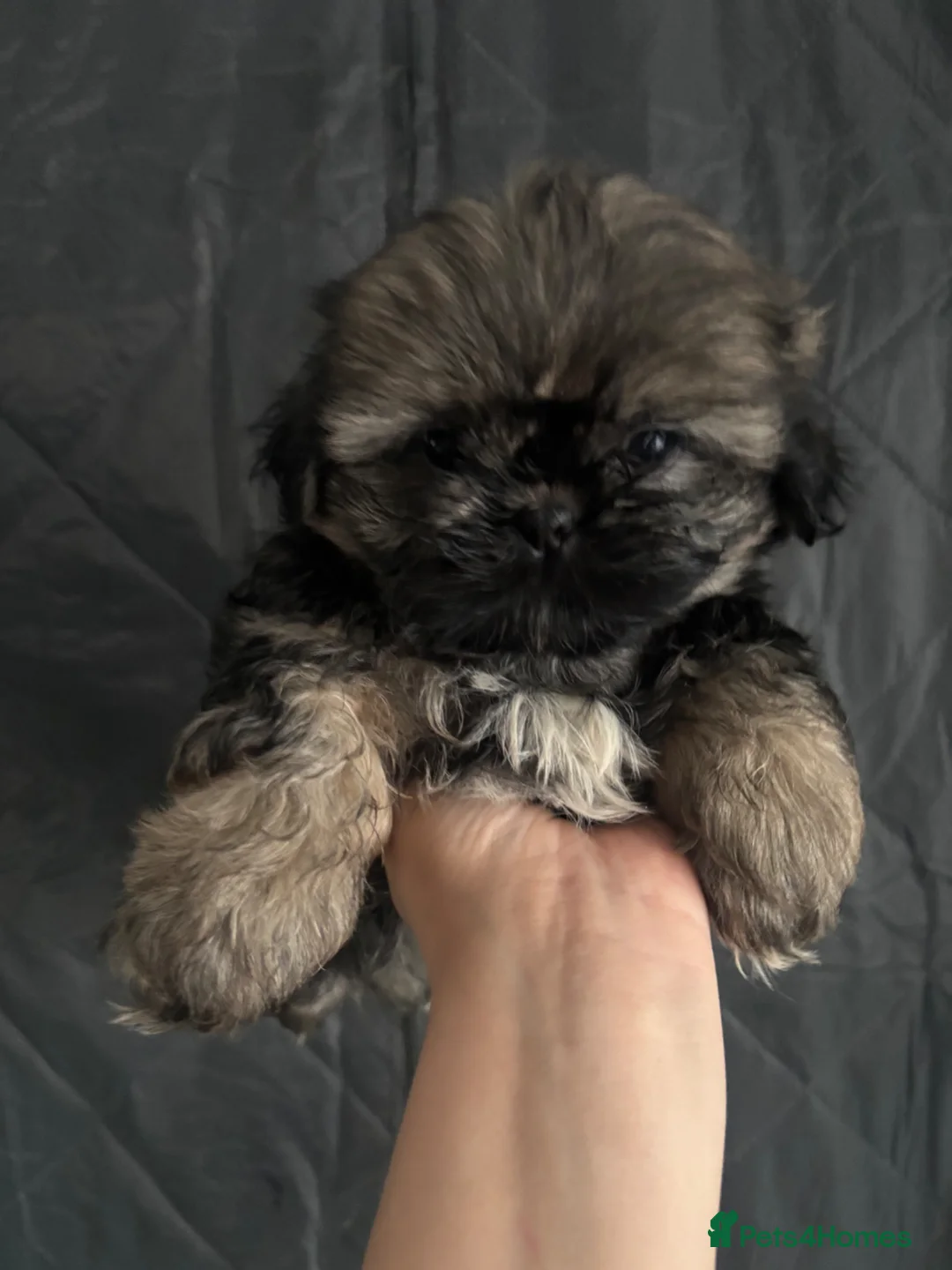 Shih Tzu dogs for sale: Imperial shih tzu  boys ready now reduced price - Advert 2