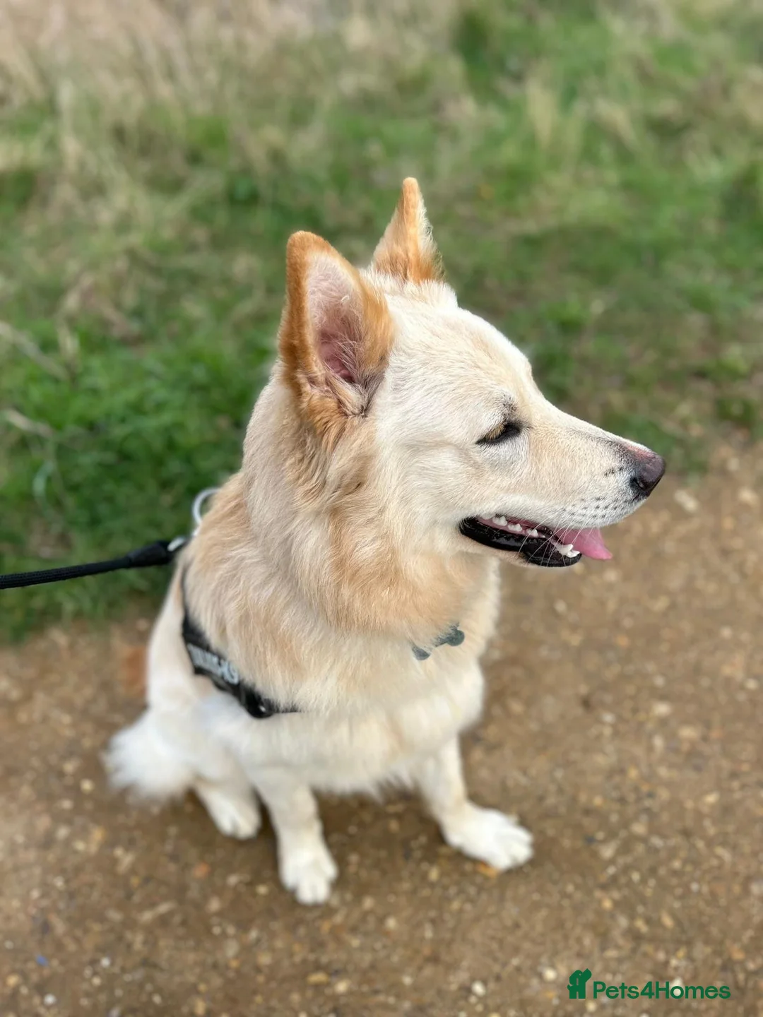 German Shepherd dogs for sale: 7 month old German shepherd male  - Advert 2