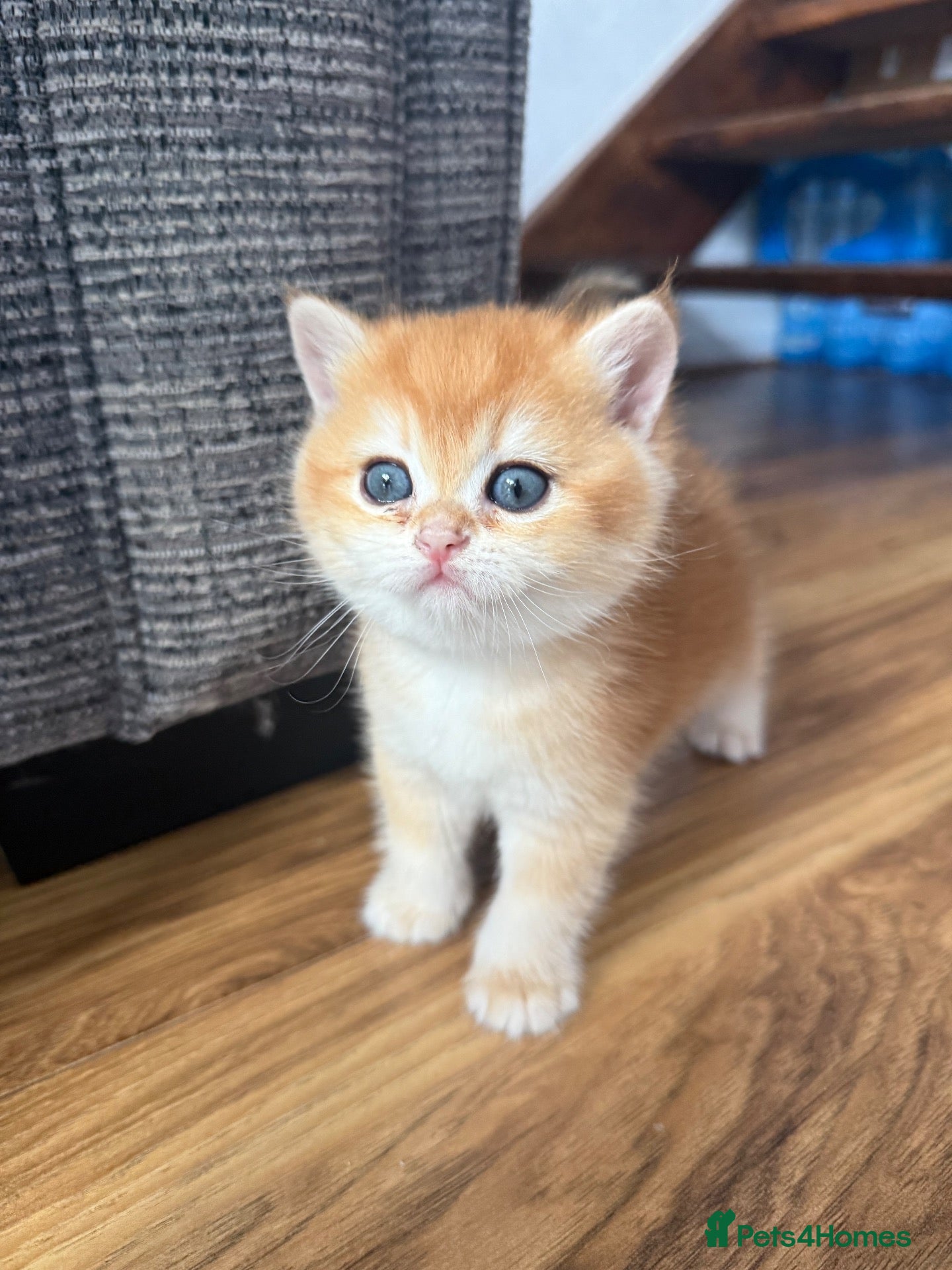 British Longhair cats for sale: British Longhair BSH - Advert 7