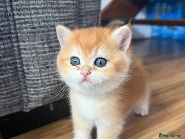 British Longhair cats for sale: British Longhair BSH - Advert 7