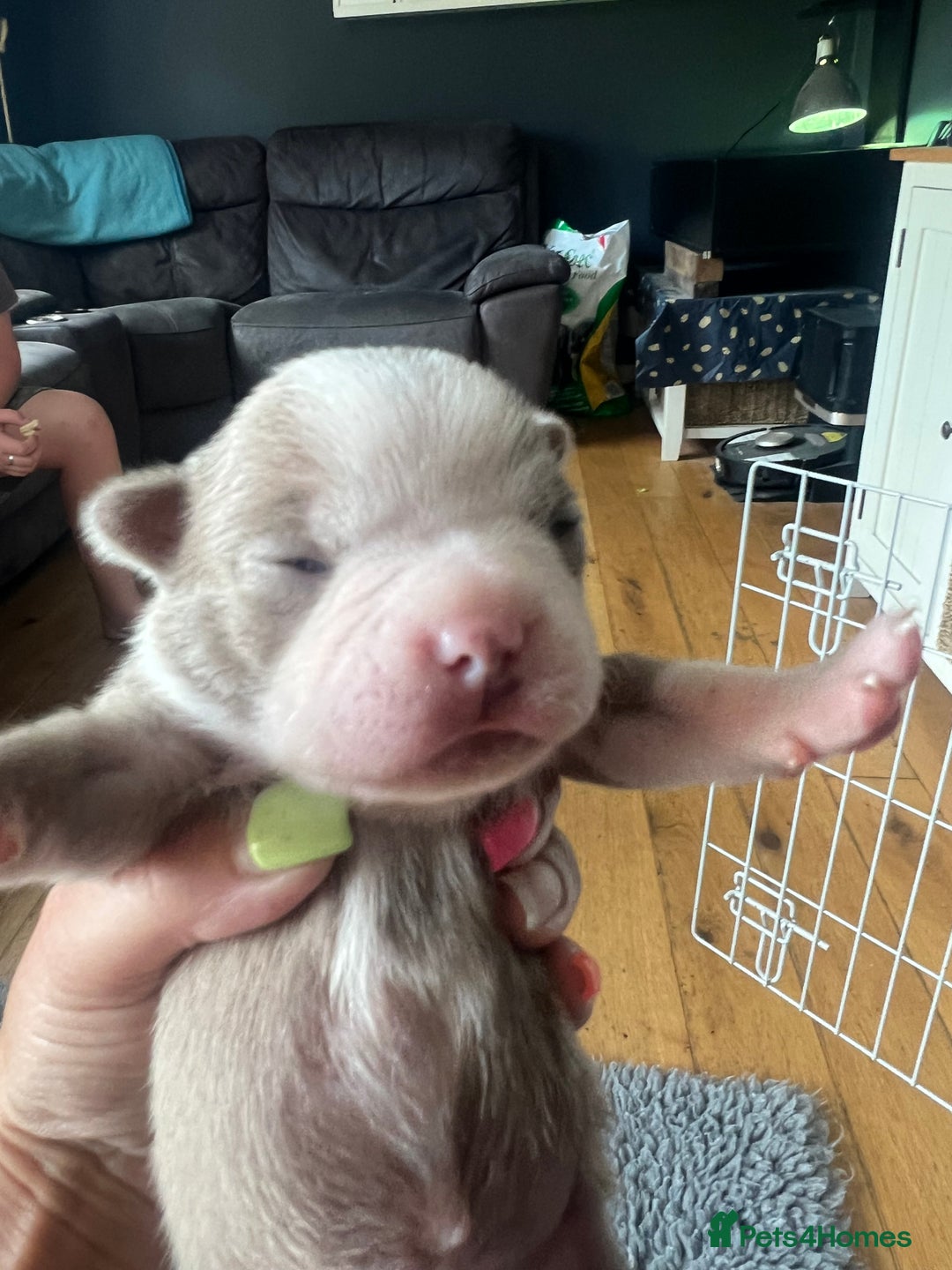 Boston Terrier dogs for sale: Boston terrier puppies - Image 15