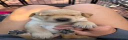 Labrador Retriever dogs for sale: KC REGISTERED GORGEOUS LABRADOR PUPPIES - Advert 5