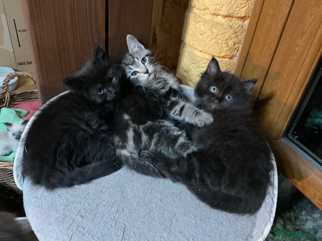 Ragdoll cats for sale: Lovely Kittens - Advert 10