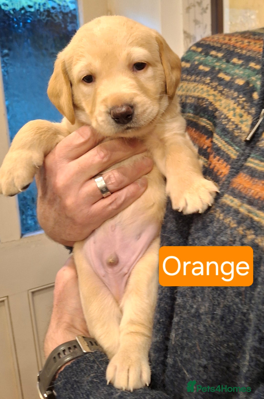 Goldador dogs for sale: Goldador Puppies - Advert 2