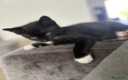 Domestic Shorthair cats for sale: Beautiful little kitten  - Image 1