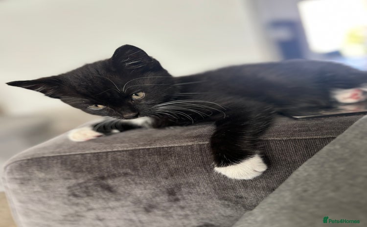 Domestic Shorthair cats - Advert 2