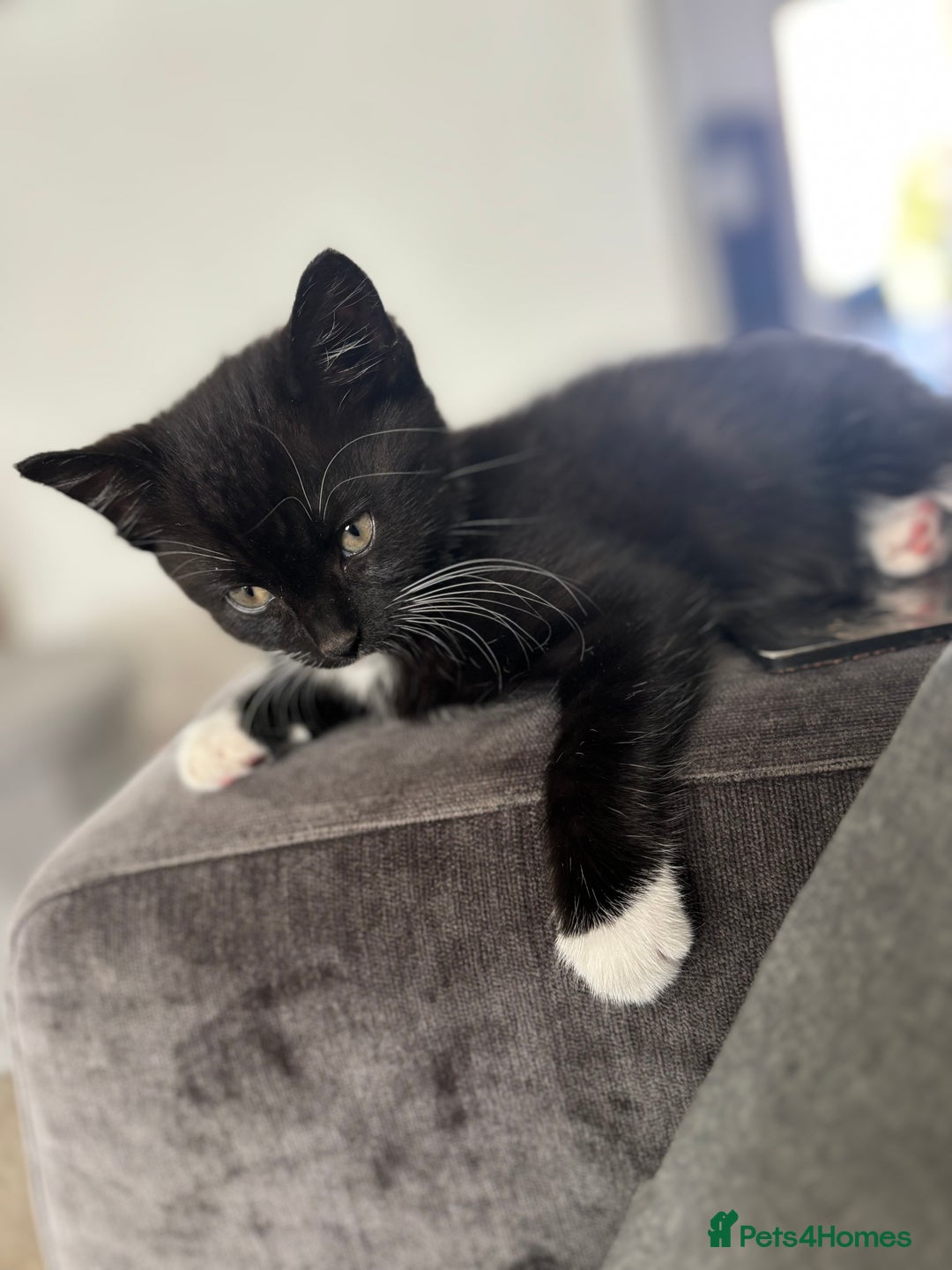Domestic Shorthair cats for sale: Beautiful little kitten  - Image 1