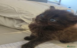 British Shorthair cats for sale: Sale kittens  - Image 14
