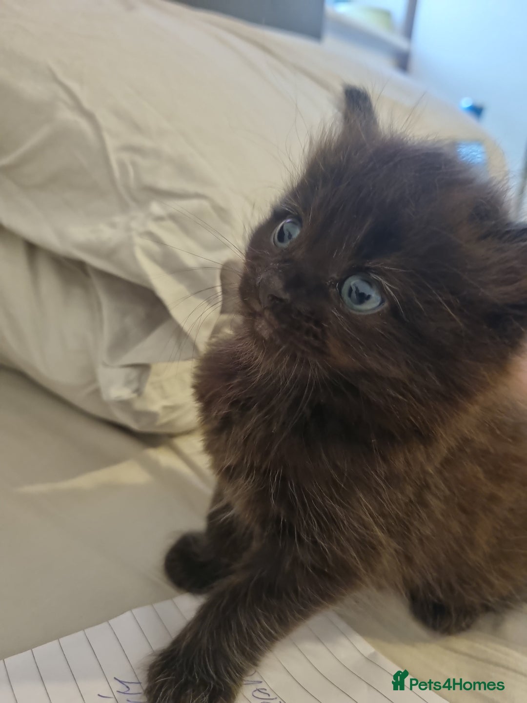 British Shorthair cats for sale: Sale kittens  - Image 14