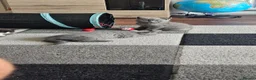 British Shorthair cats for sale: 🐾 Beautiful British Shorthair Kittens 🐾 - Advert 2