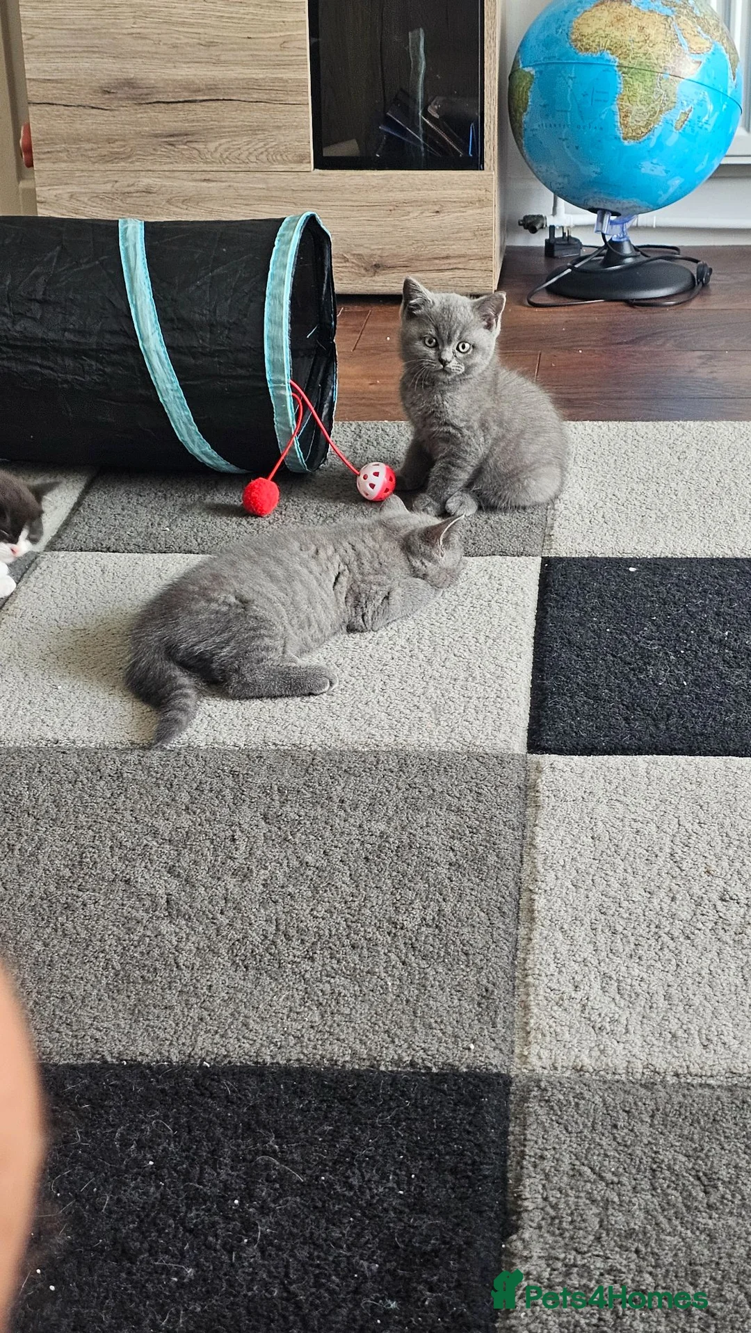 British Shorthair cats for sale: 🐾 Beautiful British Shorthair Kittens 🐾 - Advert 2