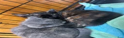 Domestic Shorthair cats for sale: 5 Beautiful kittens, READY TO GO!  - Advert 14