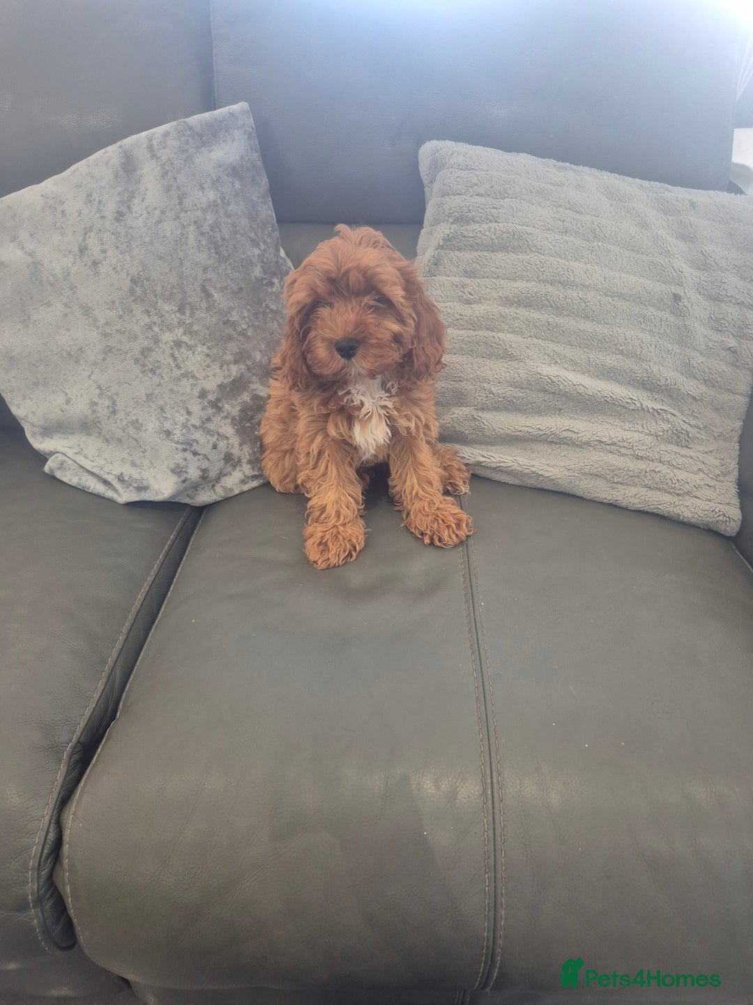 Cavapoo dogs for sale: Stunning Cavapoo Babies - ready this weekend - Image 4