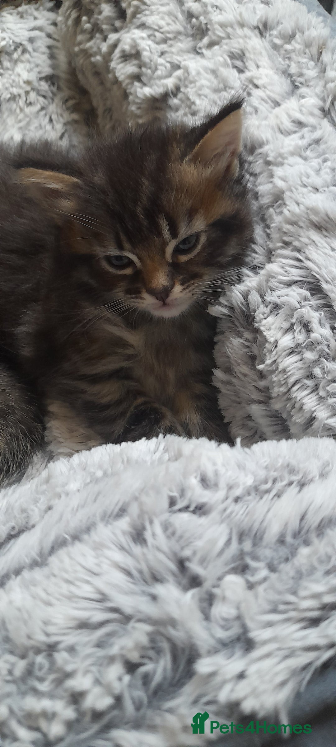 Mixed Breed cats for sale: Kittens  - Image 5